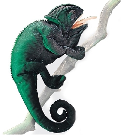 Marionnette caméléon