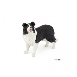 Border collie (papo rouge)