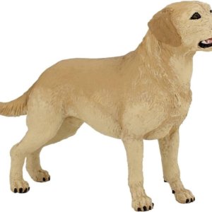 Labrador (papo rouge)