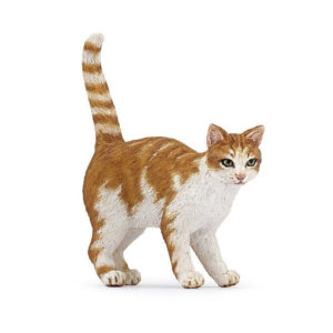 Chat roux (papo rouge)